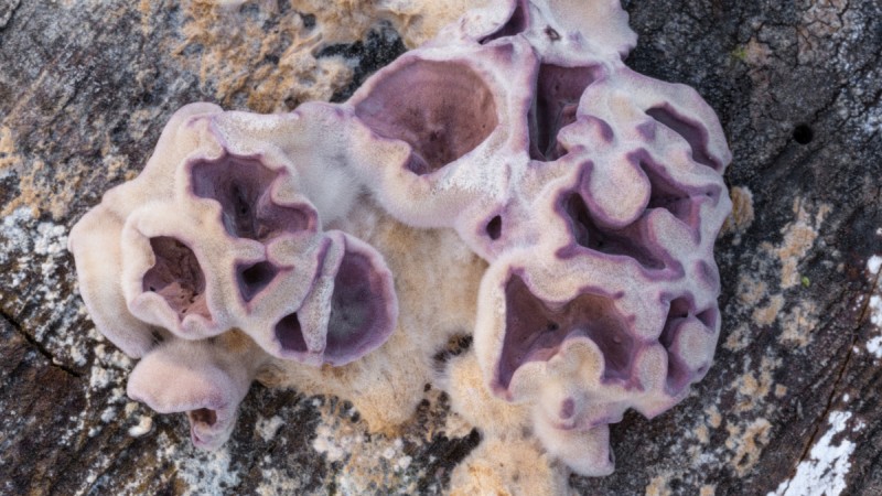 Chondrostereum purpureum