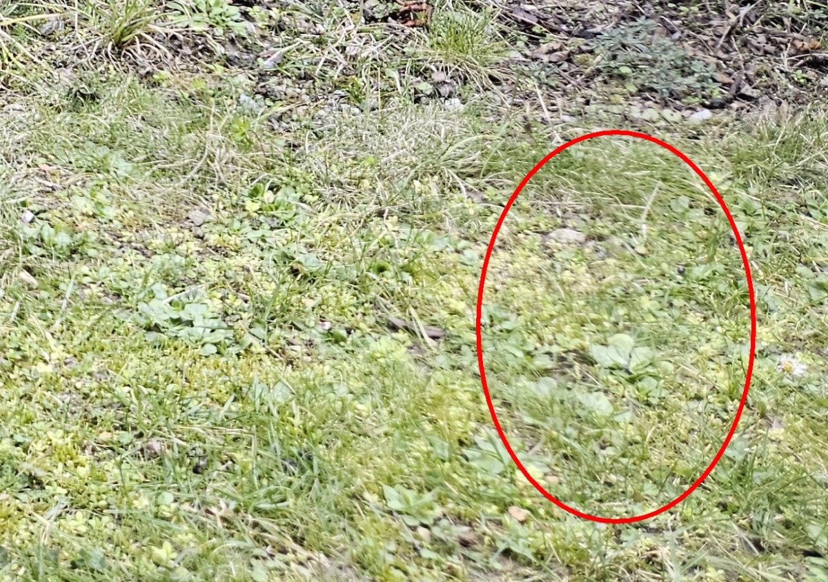 samsung galaxy s23 rozmyte zdjecie 1