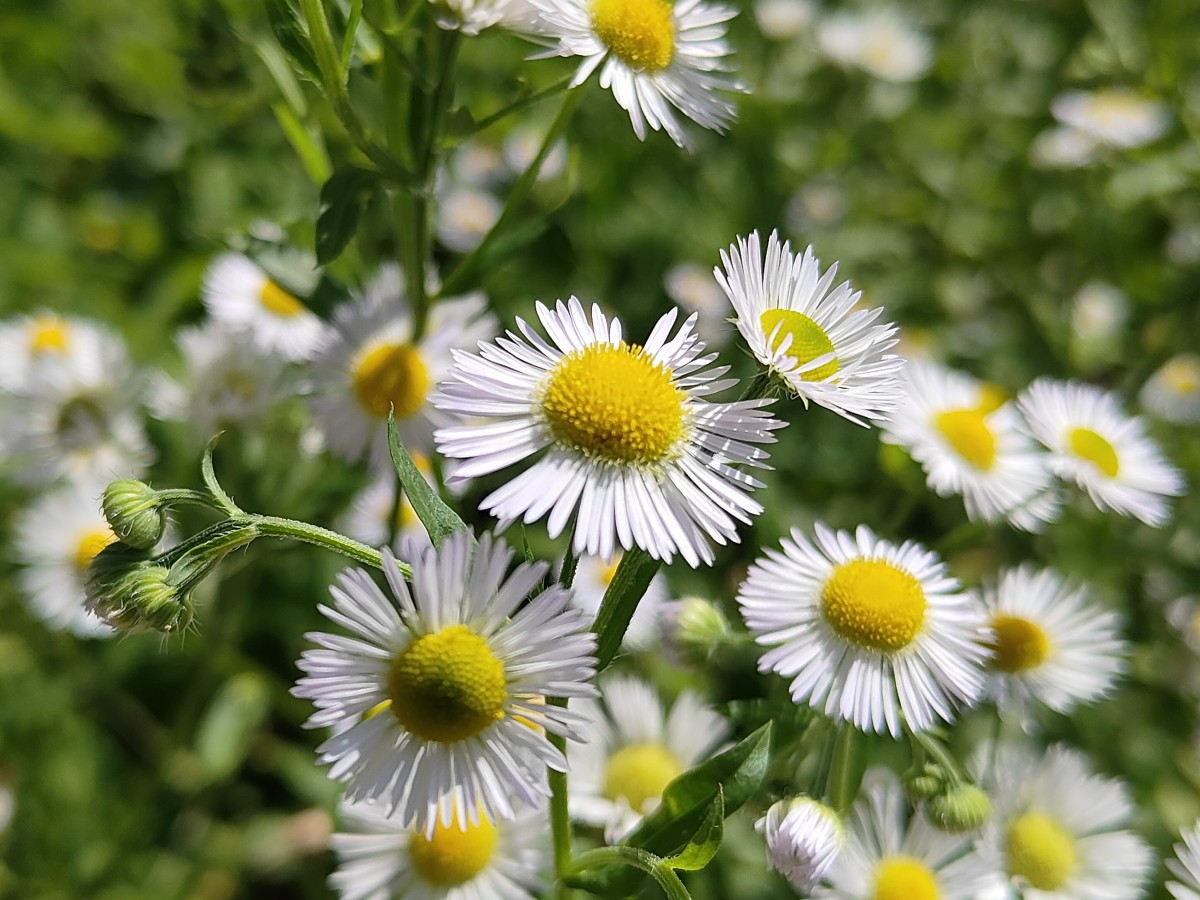 oppo-reno10-pro-5g-15