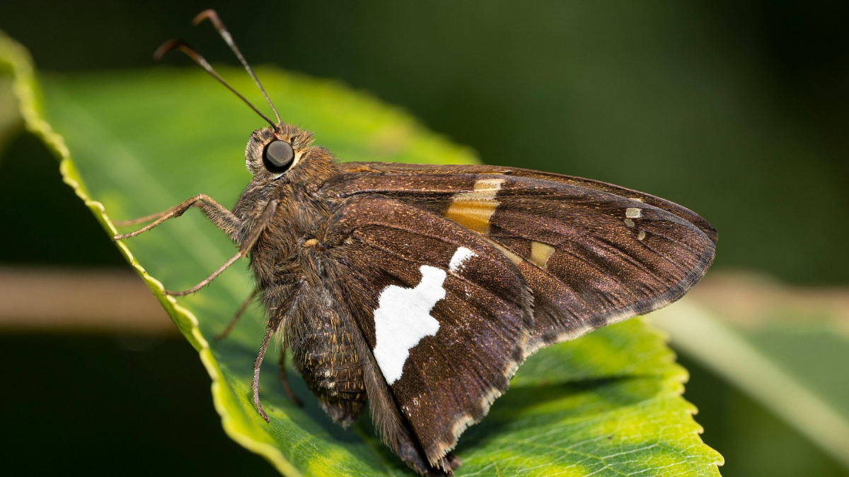 Dron-ćma: lata jak owad i śledzi światło – bez AI