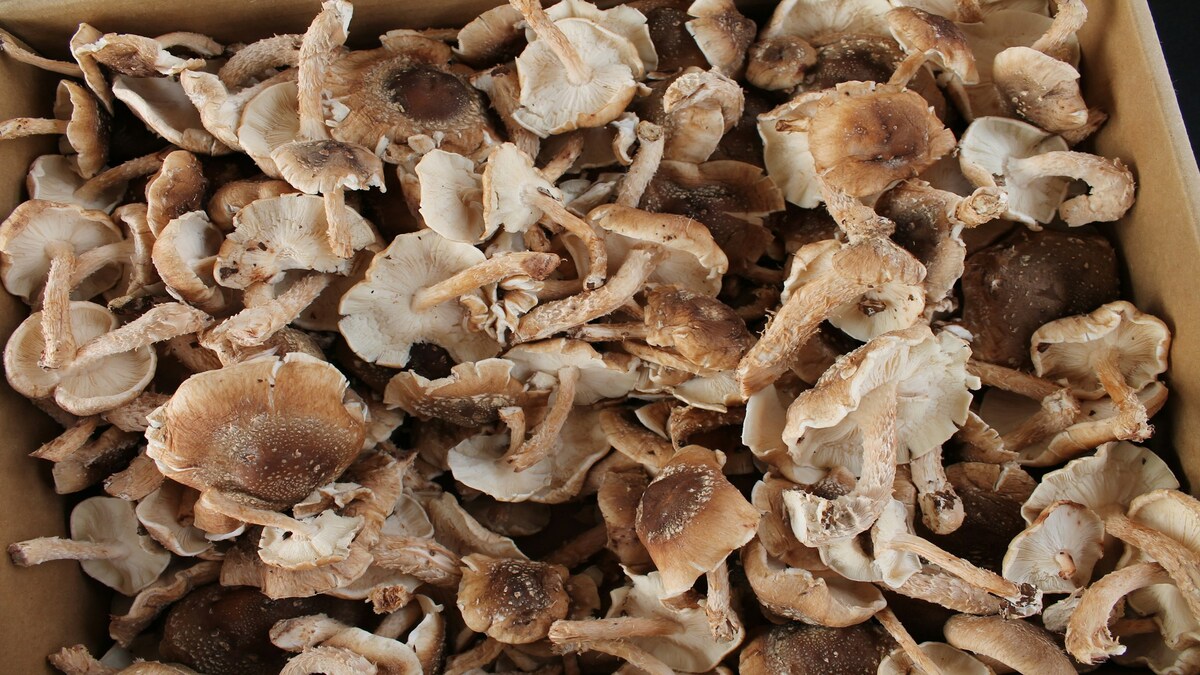 Naukowcy stworzyli „żywe komputery” z grzybów shiitake