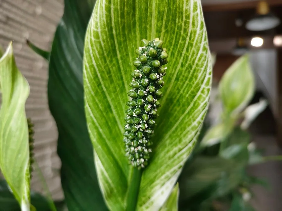 IMG20220708151333 mini