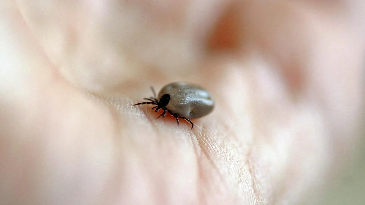 Smartfony i sieć 5G przyciągają kleszcze? Kolejny mit, w który nie należy wierzyć