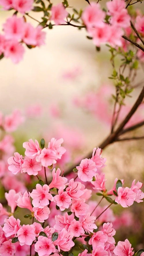Wiosenne kwiaty  Tapeta