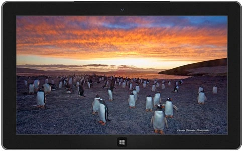 wild-beauty-download-theme