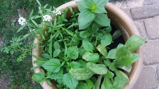 Galaxy J5 - przykładowe zdjęcie, kamera, sample