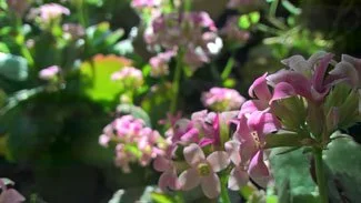 Lenovo Phab Plus foto sample