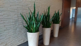 P 20161216 135020 vHDR Auto mini