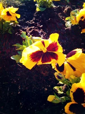 IMG 20170327 175342 min