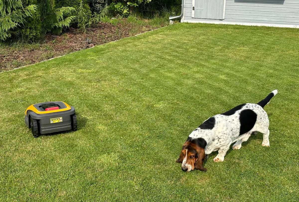 Na trawniku widoczny jest wzór koszenia