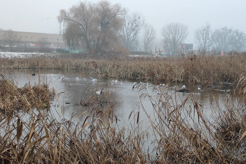 Xiaomi 11 Lite 5G NE