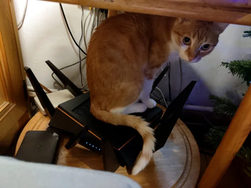 Koty uwielbiają Starlink. Anteny systemu Elona Muska idealnymi legowiskami