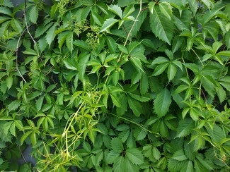 IMG 20180522 162423 mini