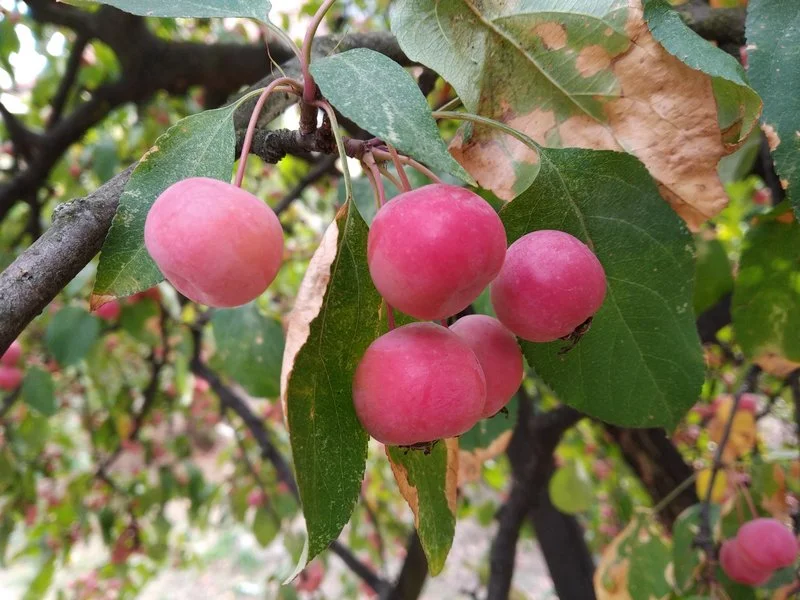 IMG 20180919 135507 male