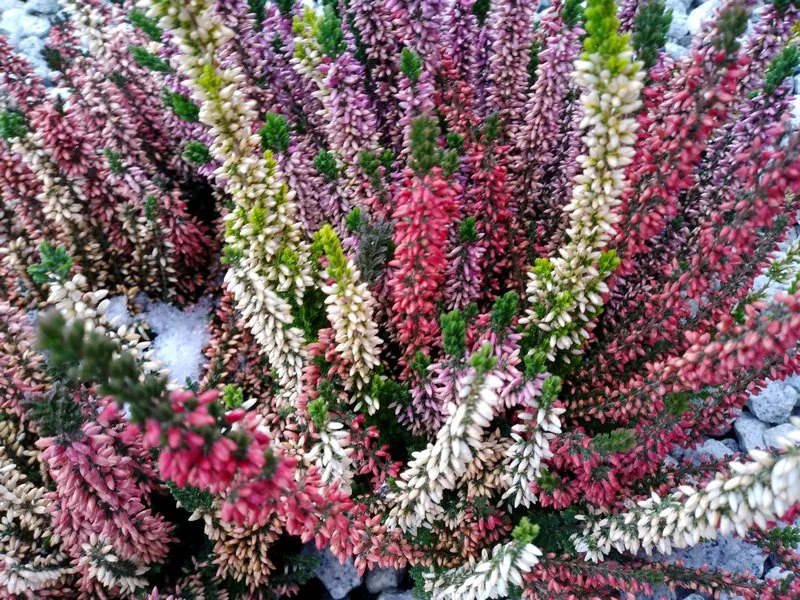 20181216 134055 mini