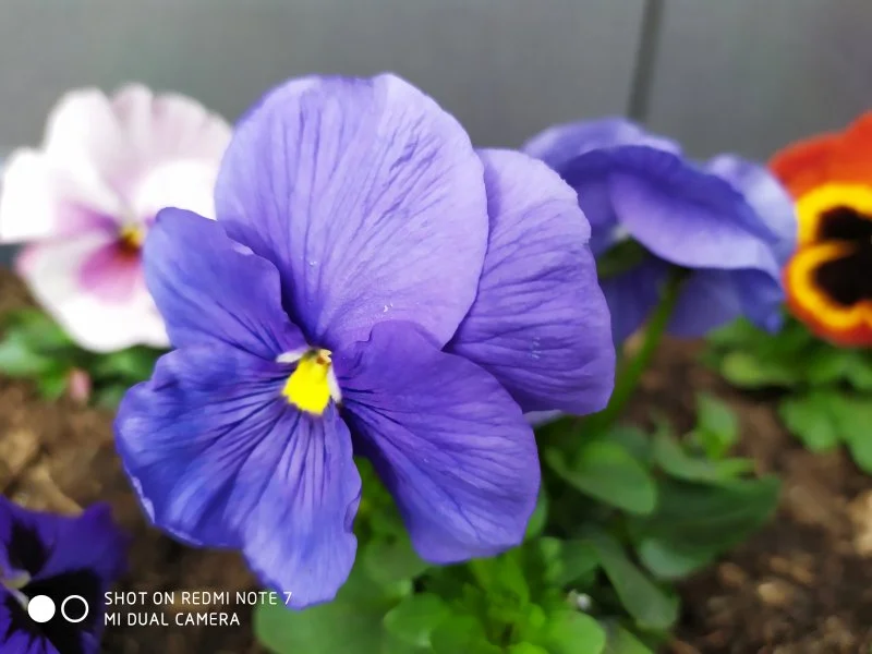 IMG 20190314 163833 mini