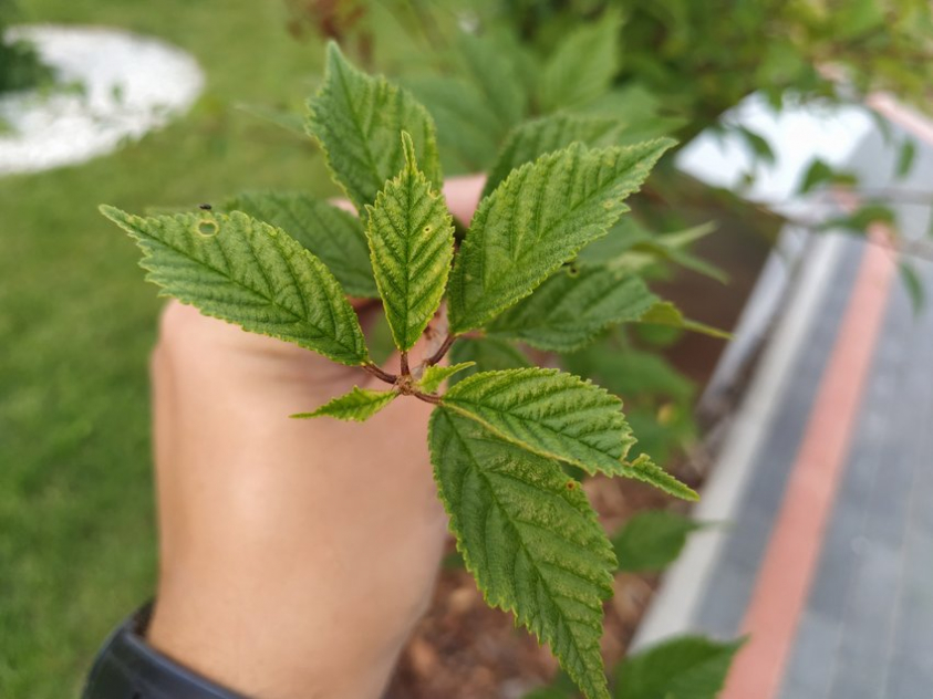 IMG 20190730 190946 mini