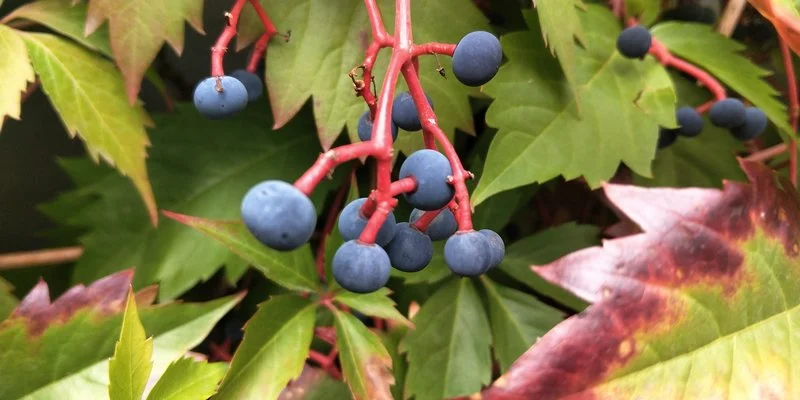 IMG 20190902 112501 mini