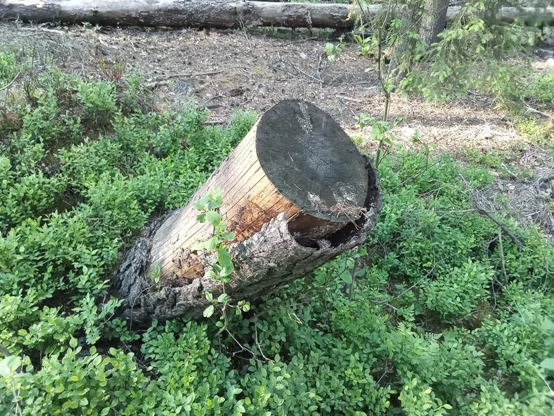 IMG 20200603 181624 mini