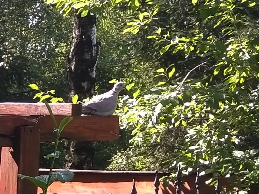 SonyXperia10MarkII 0016 Średni