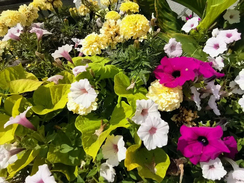 IMG 20200805 143246 mini