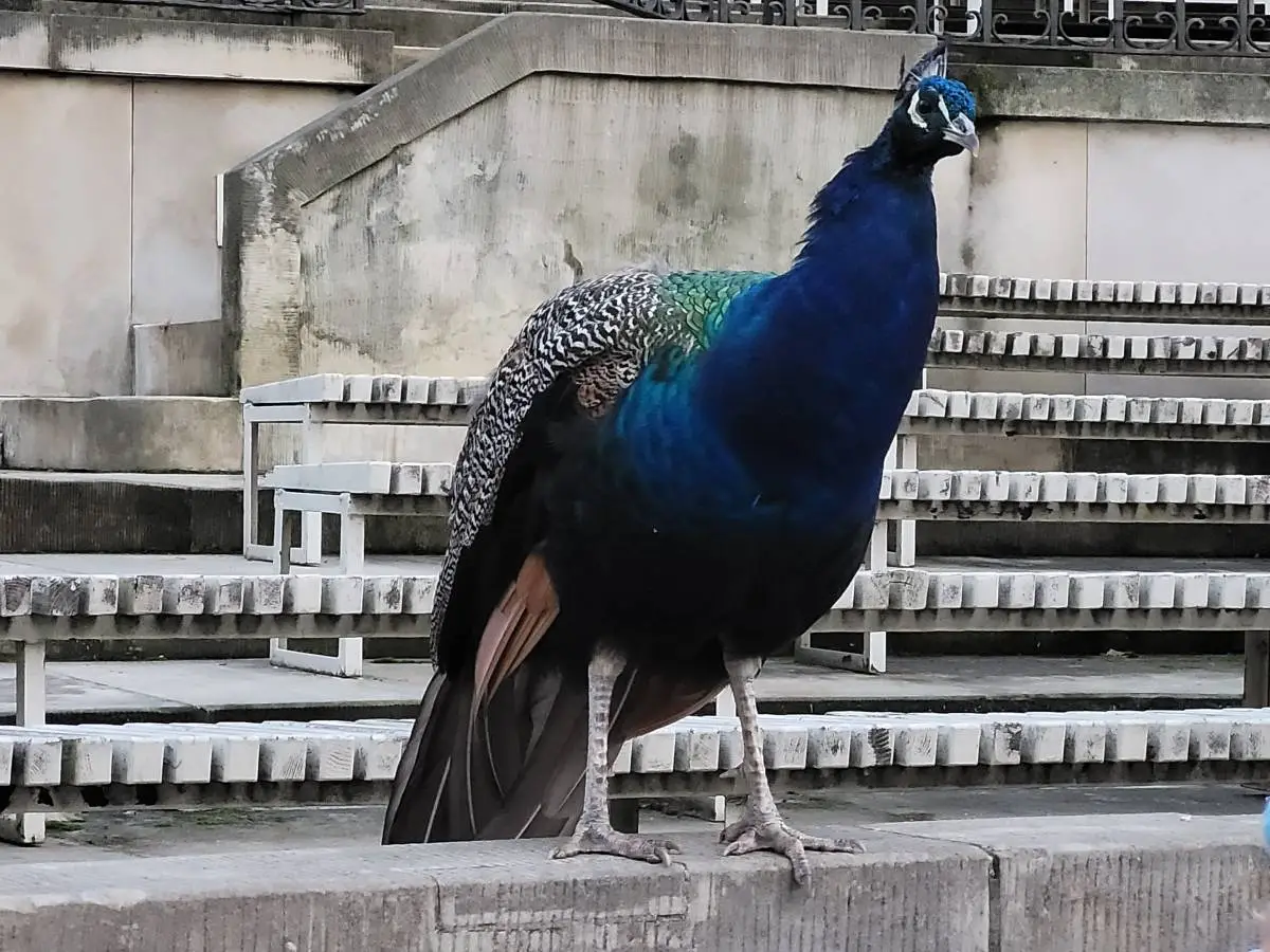 Samsung Galaxy S20 FE recenzja test