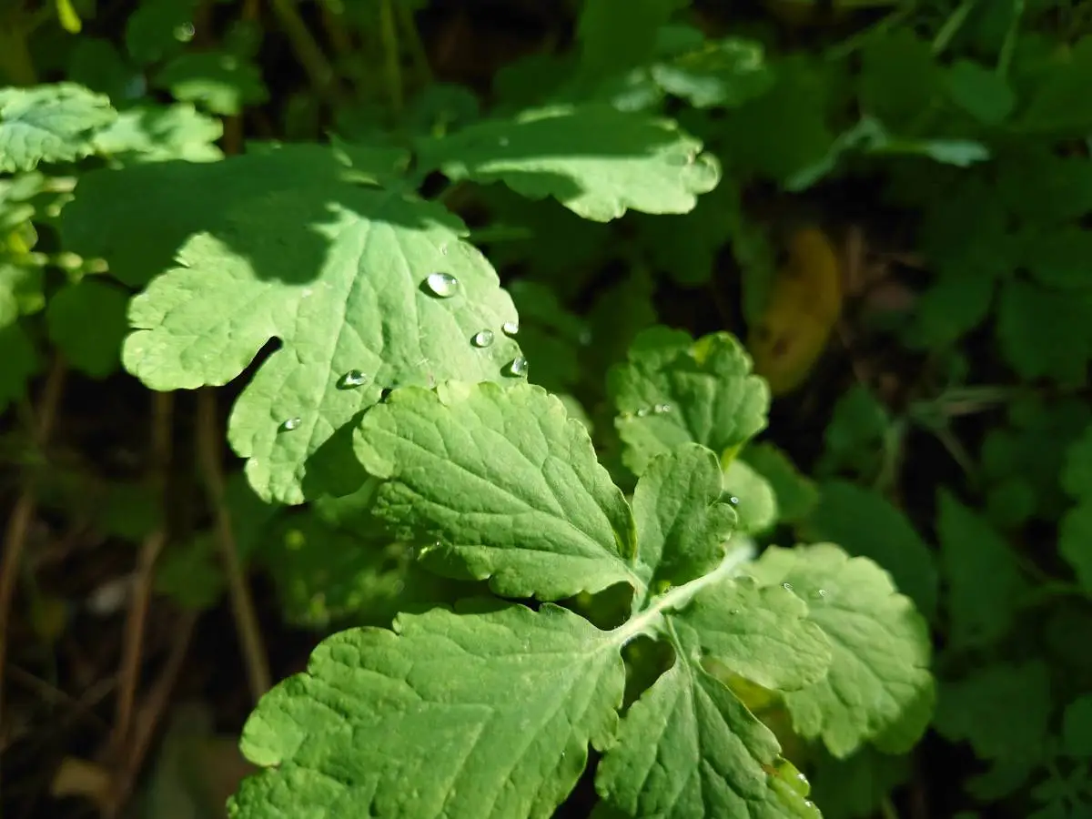 Sony Xperia 5 II recenzja test