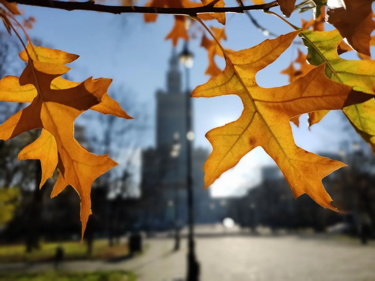 OPPO Reno4 recenzja test