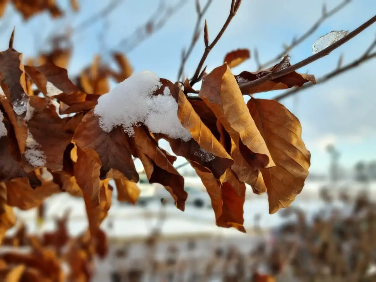 tryb portretowy 10 1