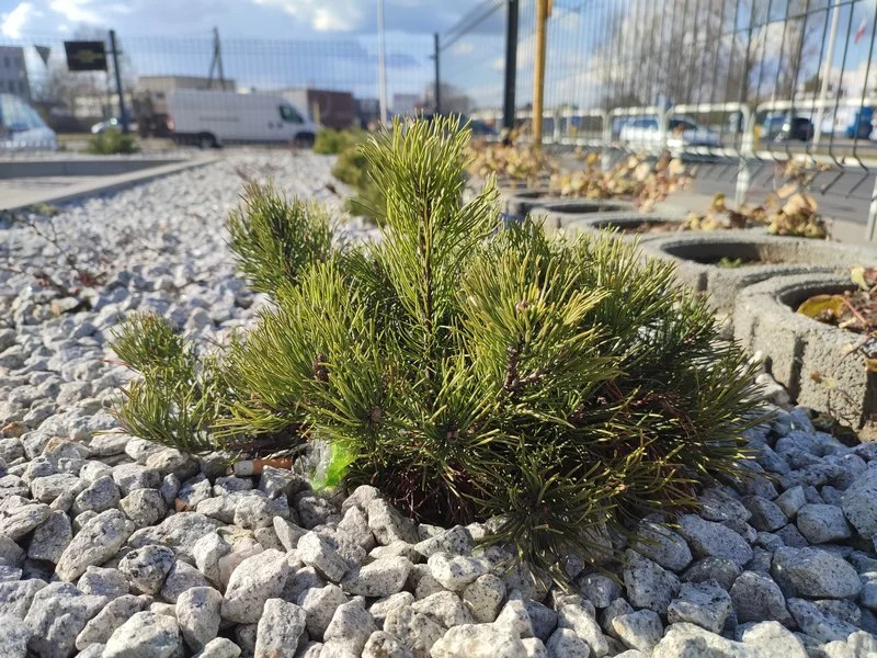 IMG 20210305 141010 mini