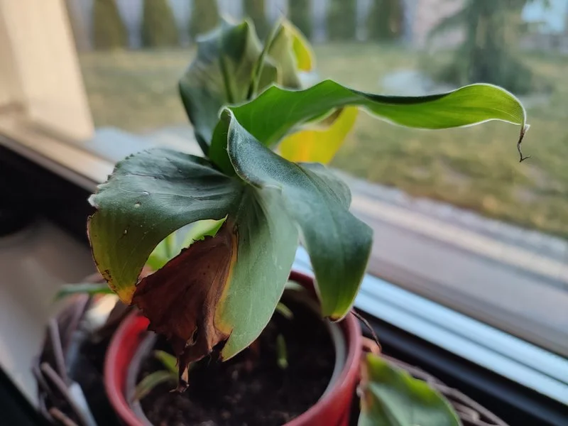 IMG 20210305 162918 mini