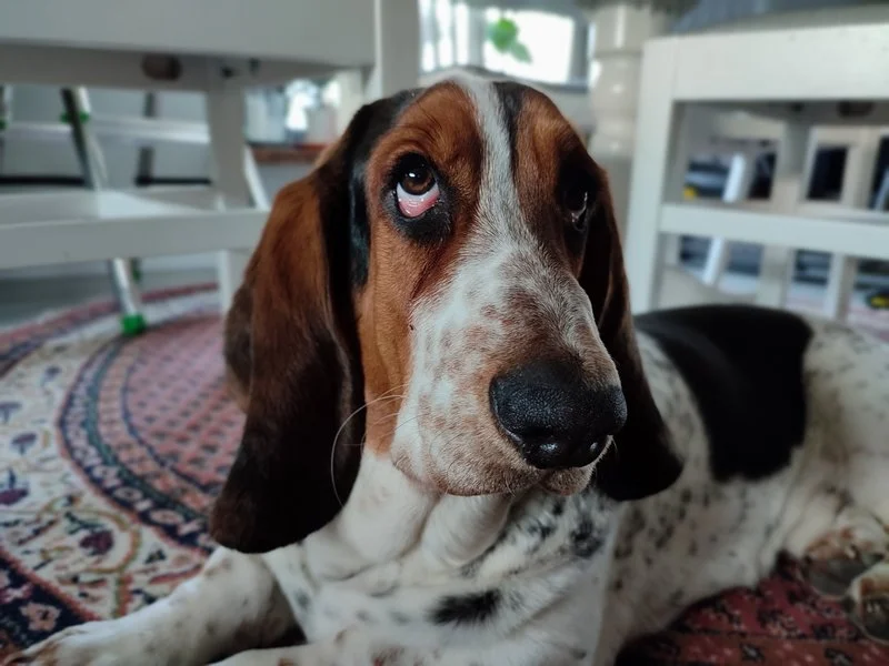 IMG 20210306 132744 mini