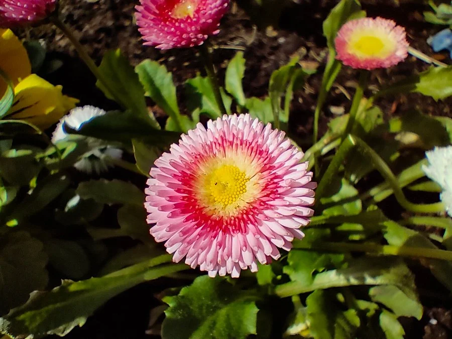 IMG20210406134732 mini