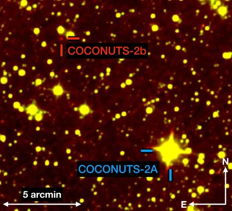 coconuts-2b-2