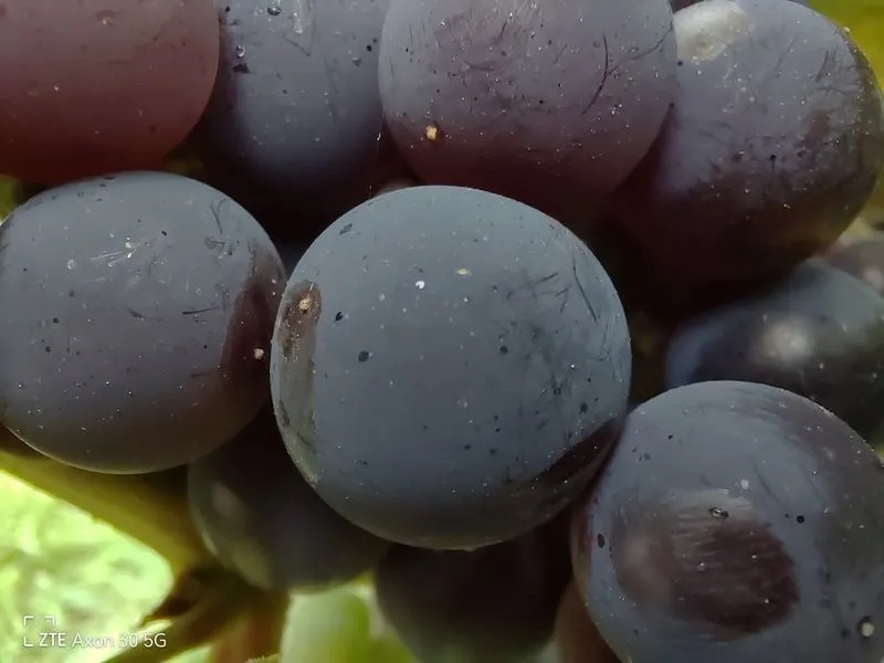 ZTE AXON 30 sample 16