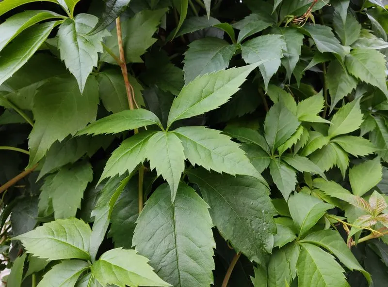 IMG 20210923 115246 mini