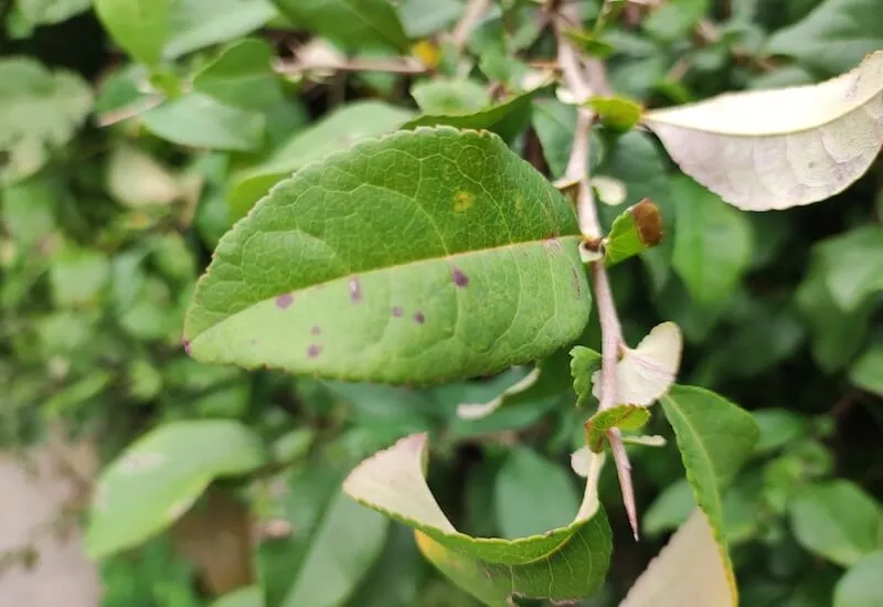 Test Xiaomi Mi 11 Lite 5G