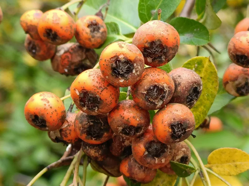 2021-09-29 134625 5x zoom