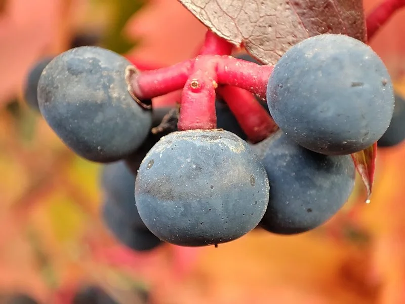 IMG 20211005 081059 mini