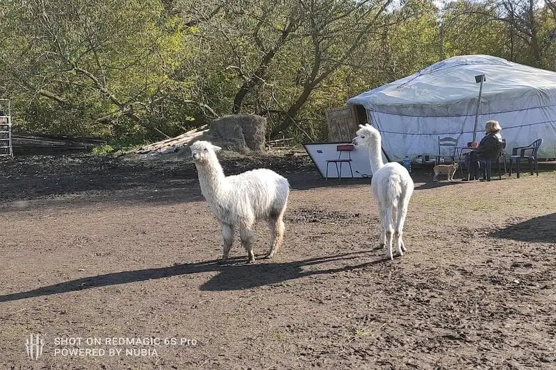 Nubia RedMagic 6S Pro