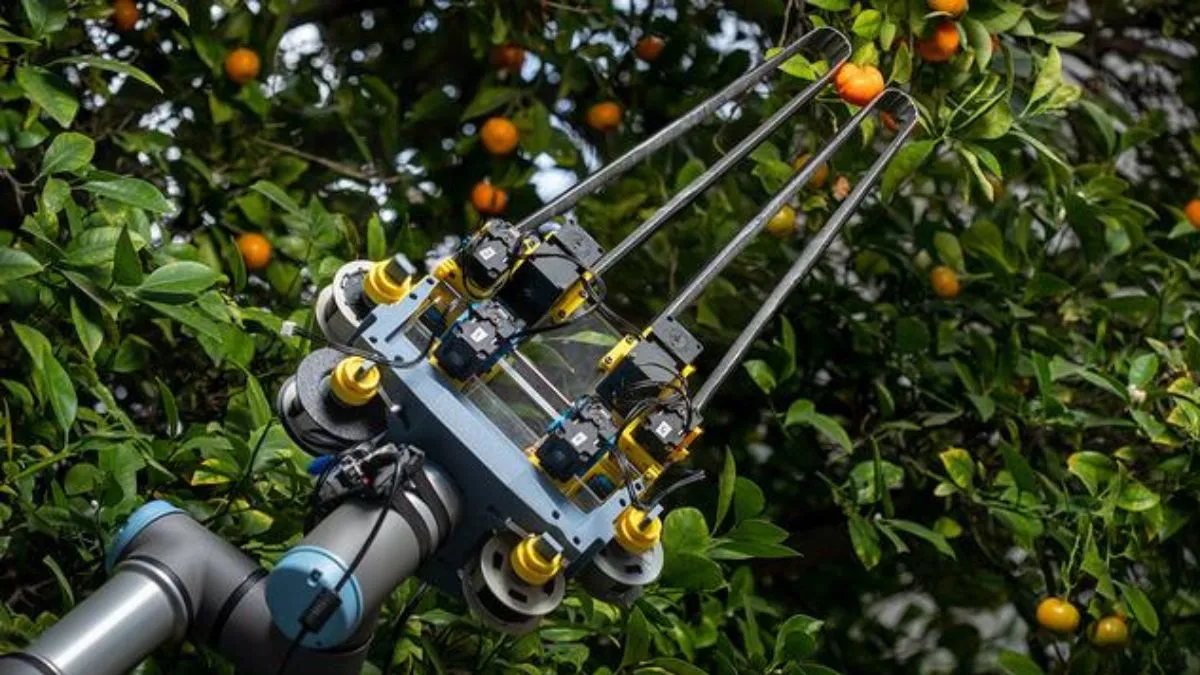 Robotyczny chwytak z miarki pomaga zbierać owoce i warzywa