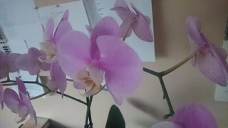 Zdjęcie z Sony Xperia Z5 Compact