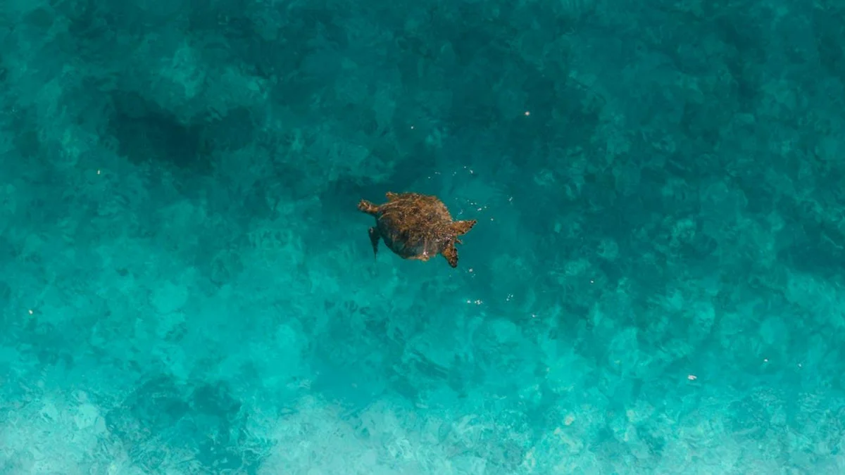 Podwodne drony. Czy warto?