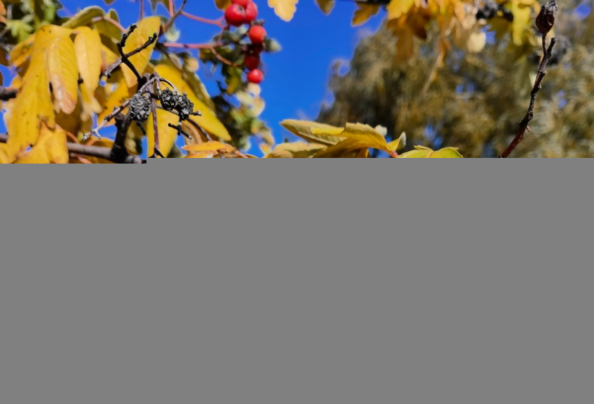 IMG 20201022 134448 mini