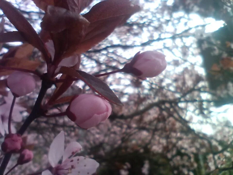 Zdjęcie wykonane smartfonem Unihertz Luna