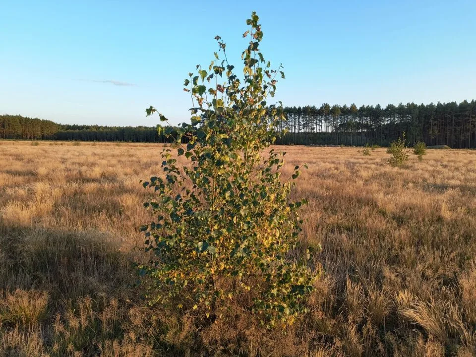 IMG_20230915_183421427_mini