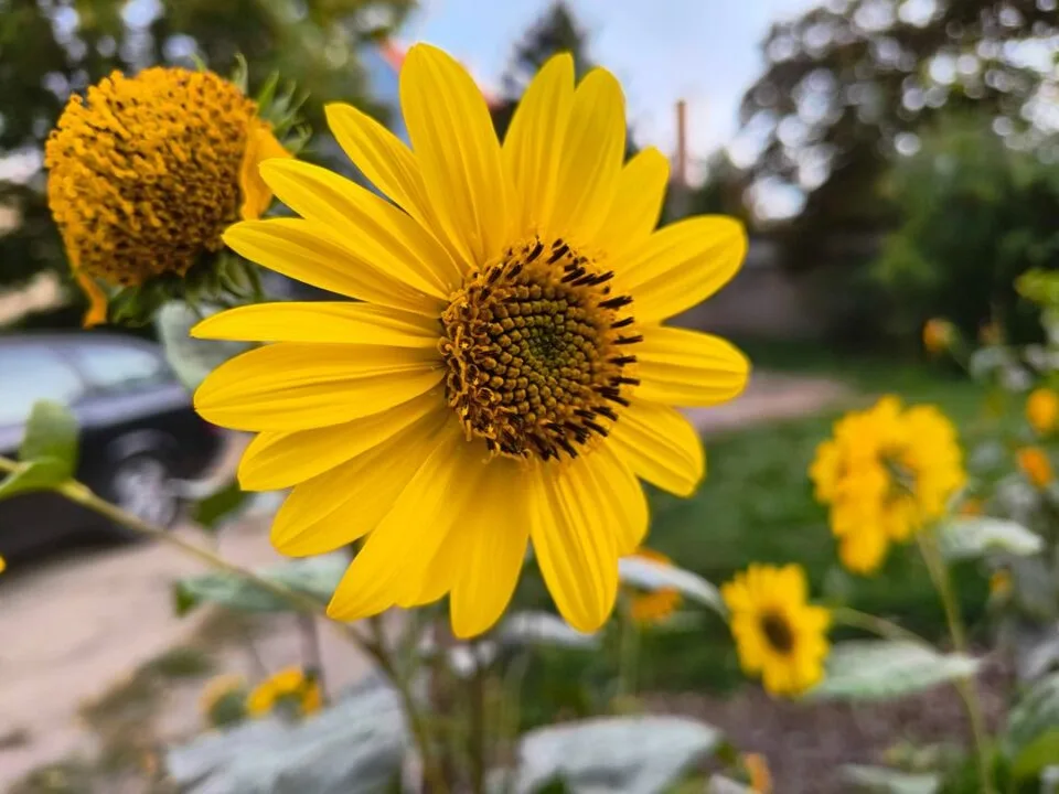 IMG_20231003_165438755_HDR_mini