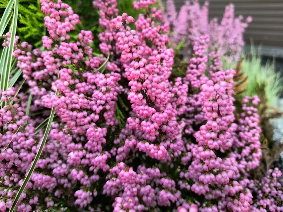 IMG_20231003_170049835_mini