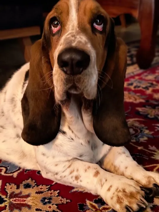 IMG_20231003_194658830_MF_PORTRAIT_mini