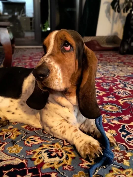 IMG_20231003_194809986_MF_PORTRAIT_mini